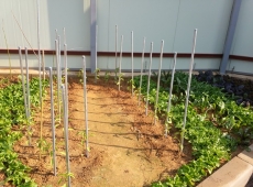 ���̽����̵�