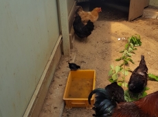 ���̽����̵�