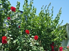 ���̽����̵�